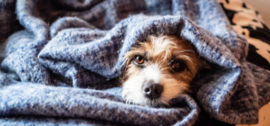 Dog Who Takes Himself to Bed Every Night Melts Hearts