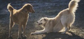 New Siblings Welcome Rescue Dog Who Didn’t Know How To Play