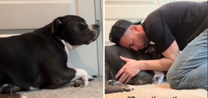 Heartbreaking Moment Dog With Anxiety ‘Needs to Be Protected’ by Dad