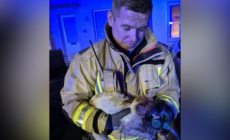 Moment Cat Rescued and Nursed Back to Health by Firefighters Goes Viral