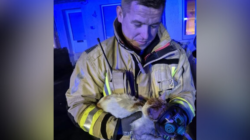 Moment Cat Rescued and Nursed Back to Health by Firefighters Goes Viral