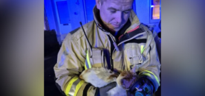 Moment Cat Rescued and Nursed Back to Health by Firefighters Goes Viral