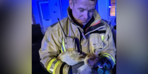 Moment Cat Rescued and Nursed Back to Health by Firefighters Goes Viral