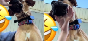 Woman Tells Dog Drop It, Left Gagging After Realizing What Was in Her Mouth