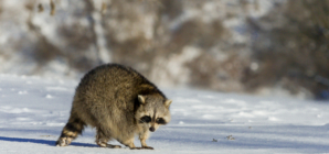 Sweet Thing Couple Do for Animals on Coldest Day—’Need a Little Extra Help’