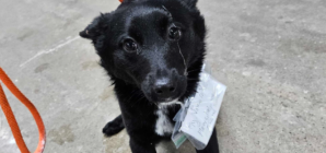 Abandoned Dog Found With This Heartbreaking Note Tied Around Her Collar