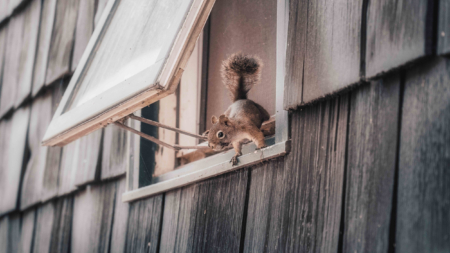 Woman Moves Into New Apartment, Quickly Finds Large Nest