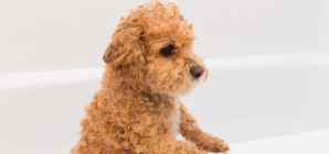 Hearts Melt at What Cockapoo Is Found Doing As Owner Showers