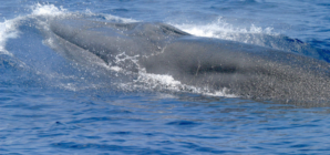 Endangered Whales in Gulf of Mexico Lose Protection