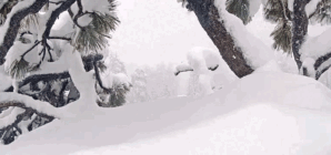 ‘Tears of joy!!!’ It’s a pip for Big Bear bald eagles Jackie and Shadow