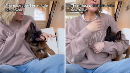 Woman Told to Pet Malinois Puppy to ‘Calm Him Down’ – Doesn’t Go to Plan