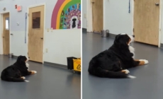 Video of What Pup Does at Doggy Daycare Has Internet ‘Sobbing’