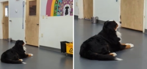 Video of What Pup Does at Doggy Daycare Has Internet ‘Sobbing’