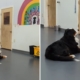 Video of What Pup Does at Doggy Daycare Has Internet ‘Sobbing’