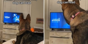 German Shepherd’s Reaction to TV Show Has Owner Convinced ‘My Dog Can Read’