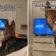 German Shepherd’s Reaction to TV Show Has Owner Convinced ‘My Dog Can Read’