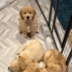 Exact Moment Golden Retriever Puppy ‘Chose’ New Family Goes Viral