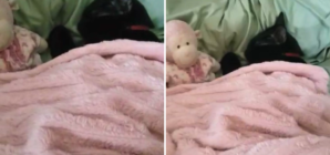 Cat That Sleeps in Bed Like a Human Wins Pet of the Week