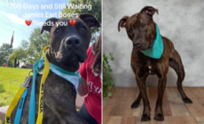 Shelter Dog ‘Starting To Lose Hope’ After 700 Days Without Being Adopted