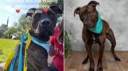 Shelter Dog ‘Starting To Lose Hope’ After 700 Days Without Being Adopted