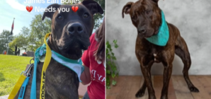 Shelter Dog ‘Starting To Lose Hope’ After 700 Days Without Being Adopted