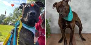 Shelter Dog ‘Starting To Lose Hope’ After 700 Days Without Being Adopted