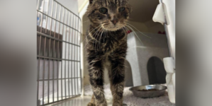 Senior ‘Stray’ Cat Rescued—Shelter Shocked by What They Find on Microchip