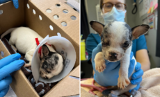 Weeks Old Puppy’s Eye Left ‘Hanging Out’ After Being Attacked by Mom