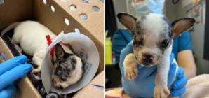 Weeks Old Puppy’s Eye Left ‘Hanging Out’ After Being Attacked by Mom