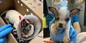 Weeks Old Puppy’s Eye Left ‘Hanging Out’ After Being Attacked by Mom