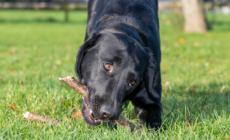 Dog Owner Worried How Labrador Will Behave When Home Alone-Doesn’t End Well