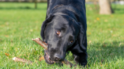 Dog Owner Worried How Labrador Will Behave When Home Alone-Doesn’t End Well