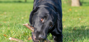 Dog Owner Worried How Labrador Will Behave When Home Alone-Doesn’t End Well