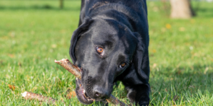 Dog Owner Worried How Labrador Will Behave When Home Alone-Doesn’t End Well