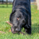 Dog Owner Worried How Labrador Will Behave When Home Alone-Doesn’t End Well