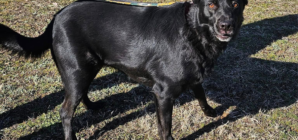 Puppy Has Saddest Reaction as She’s Returned to Shelter