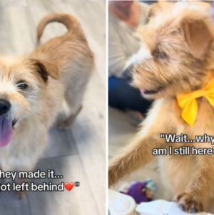 Face of Dog Watching Her Puppies Get Adopted: ‘Moms Always Get Left Behind’