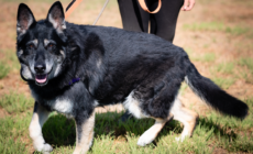 Tears as 10-Year-Old Rescue Dog Returned to Shelter She Was Adopted From