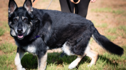 Tears as 10-Year-Old Rescue Dog Returned to Shelter She Was Adopted From