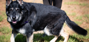 Tears as 10-Year-Old Rescue Dog Returned to Shelter She Was Adopted From