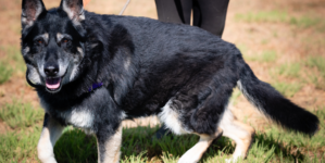 Tears as 10-Year-Old Rescue Dog Returned to Shelter She Was Adopted From