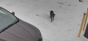 CCTV Shows Moment 16-Week-Old Puppy Dumped Outside Shelter in Freezing Snow