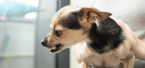 Animal Behaviorist Explains How To Tell if Your Dog Is Mad at You