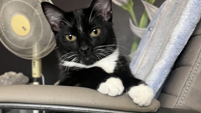 People Are Sharing Their Cats’ Toxic Traits—And They Don’t Disappoint