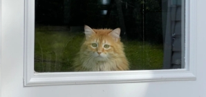 Cat Moves to House, Face Goes Viral Seeing ‘Real World’ for the First Time