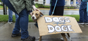 Judge Weighs DOGE Officials’ Testimony in Peter Marocco Case