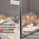 Tears Over the One Dog Ignored During Rescue Shelter’s Adoption Event