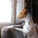 Dog Lovers Conflicted on Ethics of Adopting if You Don’t WFH—What To Know