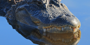 Woman Killed in Alligator Attack While Kayaking in Florida