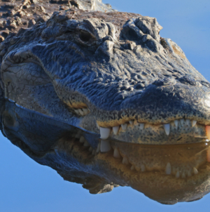 Woman Killed in Alligator Attack While Kayaking in Florida